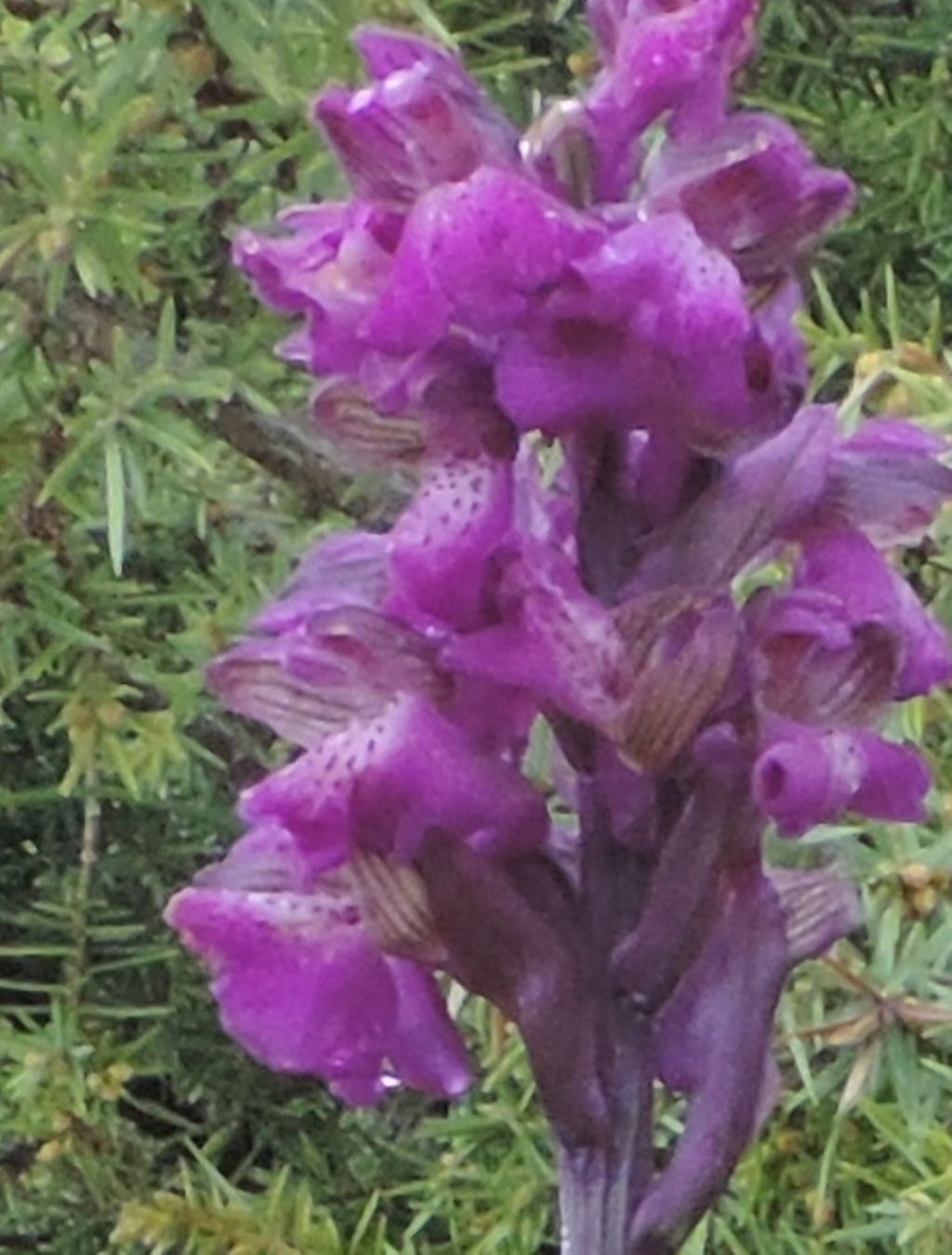 fiori da id.1 - Anacamptis morio